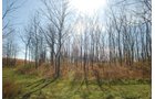 Property photo 12 - 117 Acres Offered in 6 Tracts
