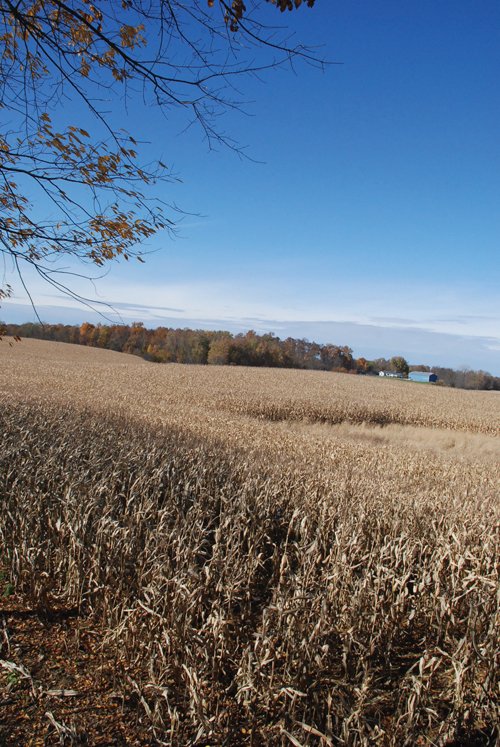 Property photo 4 - 117 Acres Offered in 6 Tracts
