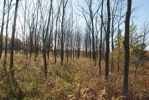 Property photo 15 - 117 Acres Offered in 6 Tracts
