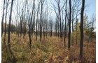 Property photo 15 - 117 Acres Offered in 6 Tracts
