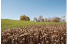 Property photo 13 - 117 Acres Offered in 6 Tracts
