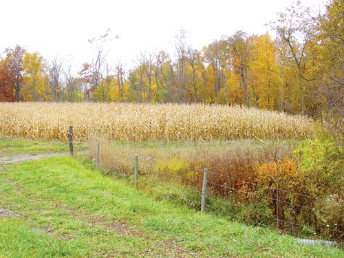 Property photo 36 - Real Estate & Personal Property Auction - Woods, Pond, Building Sites - Tractors, Equipment, Shop Tools, Guns
