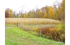 Property photo 36 - Real Estate & Personal Property Auction - Woods, Pond, Building Sites - Tractors, Equipment, Shop Tools, Guns
