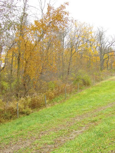 Property photo 6 - Real Estate & Personal Property Auction - Woods, Pond, Building Sites - Tractors, Equipment, Shop Tools, Guns