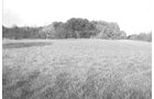 Property photo 4 - 40 Acres Offered in 3 Tracts
