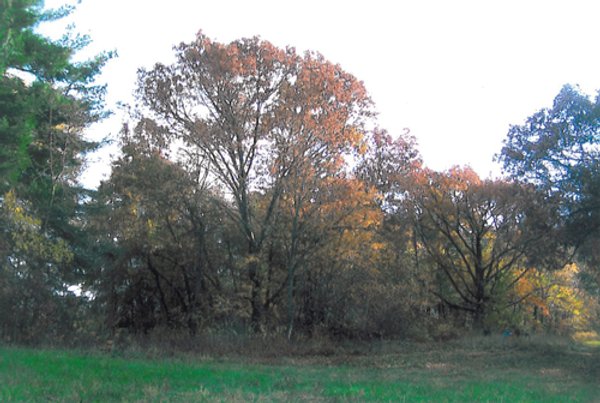 40 Acres Offered in 3 Tracts
