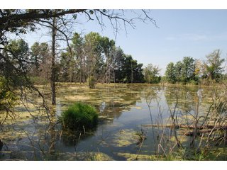 This unique property adjoins the Pigeon Fish & Wildlife Area, which is dedicated to providing quality hunting and fishing on 11,605 acres of land, 529 acres of lakes and 17 miles of free flowing river. - 160 acres - Agriculture & Recreation Land