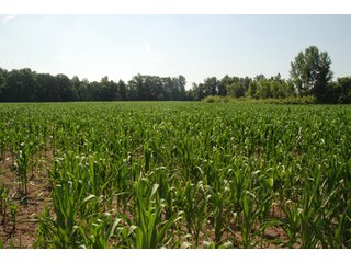 This unique property adjoins the Pigeon Fish & Wildlife Area, which is dedicated to providing quality hunting and fishing on 11,605 acres of land, 529 acres of lakes and 17 miles of free flowing river. - 160 acres - Agriculture & Recreation Land