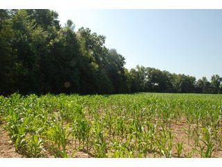 This unique property adjoins the Pigeon Fish & Wildlife Area, which is dedicated to providing quality hunting and fishing on 11,605 acres of land, 529 acres of lakes and 17 miles of free flowing river. - 160 acres - Agriculture & Recreation Land