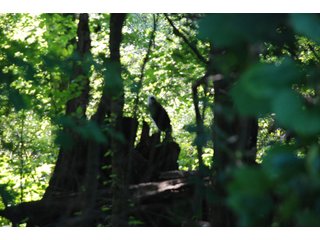 This unique property adjoins the Pigeon Fish & Wildlife Area, which is dedicated to providing quality hunting and fishing on 11,605 acres of land, 529 acres of lakes and 17 miles of free flowing river. - 160 acres - Agriculture & Recreation Land