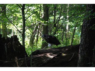 This unique property adjoins the Pigeon Fish & Wildlife Area, which is dedicated to providing quality hunting and fishing on 11,605 acres of land, 529 acres of lakes and 17 miles of free flowing river. - 160 acres - Agriculture & Recreation Land