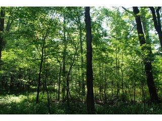This unique property adjoins the Pigeon Fish & Wildlife Area, which is dedicated to providing quality hunting and fishing on 11,605 acres of land, 529 acres of lakes and 17 miles of free flowing river. - 160 acres - Agriculture & Recreation Land