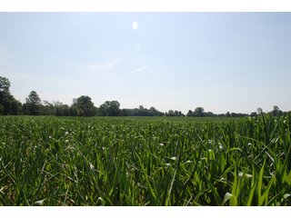 This unique property adjoins the Pigeon Fish & Wildlife Area, which is dedicated to providing quality hunting and fishing on 11,605 acres of land, 529 acres of lakes and 17 miles of free flowing river. - 160 acres - Agriculture & Recreation Land