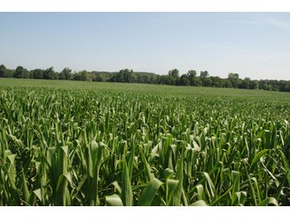 This unique property adjoins the Pigeon Fish & Wildlife Area, which is dedicated to providing quality hunting and fishing on 11,605 acres of land, 529 acres of lakes and 17 miles of free flowing river. - 160 acres - Agriculture & Recreation Land