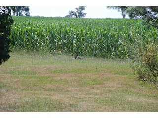 This unique property adjoins the Pigeon Fish & Wildlife Area, which is dedicated to providing quality hunting and fishing on 11,605 acres of land, 529 acres of lakes and 17 miles of free flowing river. - 160 acres - Agriculture & Recreation Land