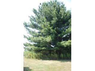 This unique property adjoins the Pigeon Fish & Wildlife Area, which is dedicated to providing quality hunting and fishing on 11,605 acres of land, 529 acres of lakes and 17 miles of free flowing river. - 160 acres - Agriculture & Recreation Land