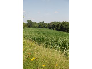 This unique property adjoins the Pigeon Fish & Wildlife Area, which is dedicated to providing quality hunting and fishing on 11,605 acres of land, 529 acres of lakes and 17 miles of free flowing river. - 160 acres - Agriculture & Recreation Land