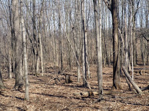 Property photo 1 - 90 Acres Offered in 3 Tracts - Attractive Rolling Acreage