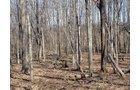 Property photo 1 - 90 Acres Offered in 3 Tracts - Attractive Rolling Acreage