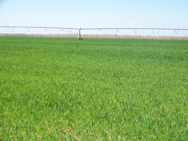1,129 Acres in 5 Tracts - Oklahoma Land Auction