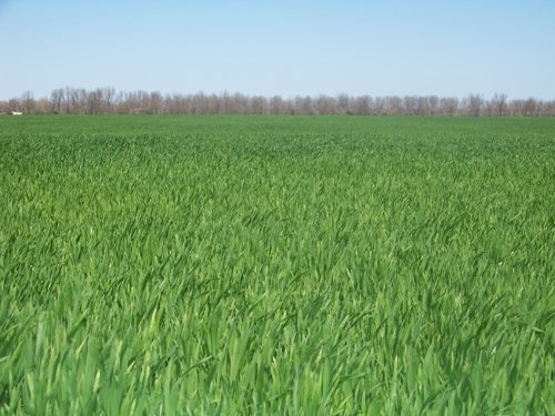 Property photo 6 - 1,129 Acres in 5 Tracts - Oklahoma Land Auction