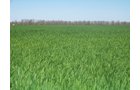 Property photo 6 - 1,129 Acres in 5 Tracts - Oklahoma Land Auction