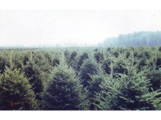Property photo 29 - Michigan Tree Farm - 2,174 acres in 53 Real Estate Tracts and 25 Tree Tracts