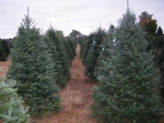 Property photo 27 - Michigan Tree Farm - 2,174 acres in 53 Real Estate Tracts and 25 Tree Tracts