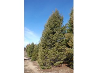 Tract 44 - Michigan Tree Farm - 2,174 acres in 53 Real Estate Tracts and 25 Tree Tracts