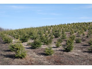 Tract 34 - Michigan Tree Farm - 2,174 acres in 53 Real Estate Tracts and 25 Tree Tracts