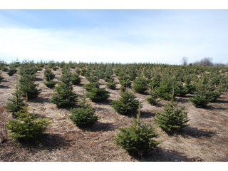 Tract 14 - Michigan Tree Farm - 2,174 acres in 53 Real Estate Tracts and 25 Tree Tracts