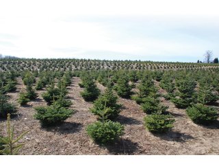 Tract 14 - Michigan Tree Farm - 2,174 acres in 53 Real Estate Tracts and 25 Tree Tracts