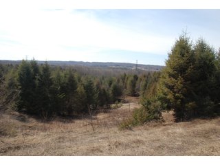 Tract 14 - Michigan Tree Farm - 2,174 acres in 53 Real Estate Tracts and 25 Tree Tracts