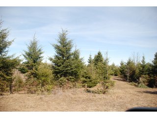 Tract 30 - Michigan Tree Farm - 2,174 acres in 53 Real Estate Tracts and 25 Tree Tracts