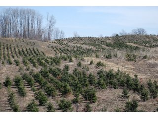 Tract 31 - Michigan Tree Farm - 2,174 acres in 53 Real Estate Tracts and 25 Tree Tracts