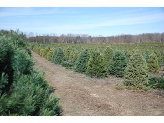 Tract 49 - Michigan Tree Farm - 2,174 acres in 53 Real Estate Tracts and 25 Tree Tracts
