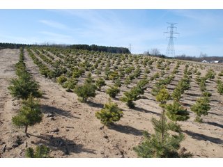 Tract 48 - Michigan Tree Farm - 2,174 acres in 53 Real Estate Tracts and 25 Tree Tracts
