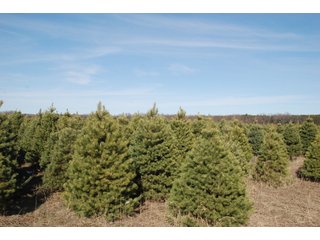 Tract 46 - Michigan Tree Farm - 2,174 acres in 53 Real Estate Tracts and 25 Tree Tracts