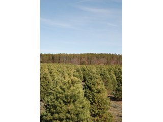 Tract 47 - Michigan Tree Farm - 2,174 acres in 53 Real Estate Tracts and 25 Tree Tracts