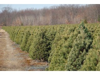 Tract 47 - Michigan Tree Farm - 2,174 acres in 53 Real Estate Tracts and 25 Tree Tracts