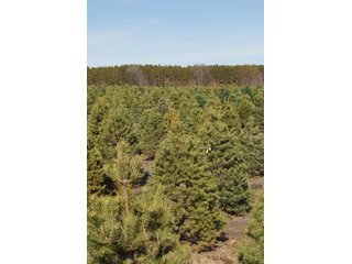 Tract 47 - Michigan Tree Farm - 2,174 acres in 53 Real Estate Tracts and 25 Tree Tracts
