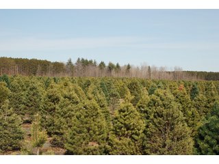 Tract 47 - Michigan Tree Farm - 2,174 acres in 53 Real Estate Tracts and 25 Tree Tracts