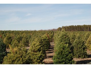 Tract 47 - Michigan Tree Farm - 2,174 acres in 53 Real Estate Tracts and 25 Tree Tracts