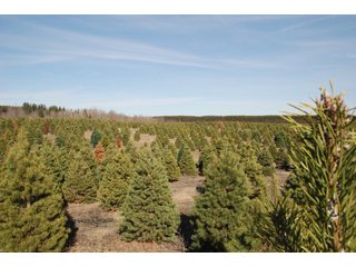 Tract 47 - Michigan Tree Farm - 2,174 acres in 53 Real Estate Tracts and 25 Tree Tracts