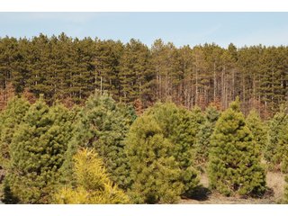 Tract 47 - Michigan Tree Farm - 2,174 acres in 53 Real Estate Tracts and 25 Tree Tracts