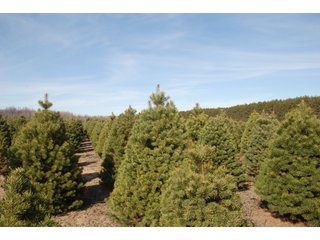 Tract 47 - Michigan Tree Farm - 2,174 acres in 53 Real Estate Tracts and 25 Tree Tracts