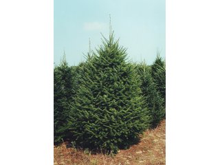Property photo 31 - Michigan Tree Farm - 2,174 acres in 53 Real Estate Tracts and 25 Tree Tracts