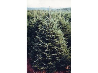 Property photo 30 - Michigan Tree Farm - 2,174 acres in 53 Real Estate Tracts and 25 Tree Tracts