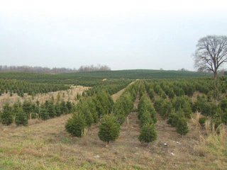 Property photo 32 - Michigan Tree Farm - 2,174 acres in 53 Real Estate Tracts and 25 Tree Tracts