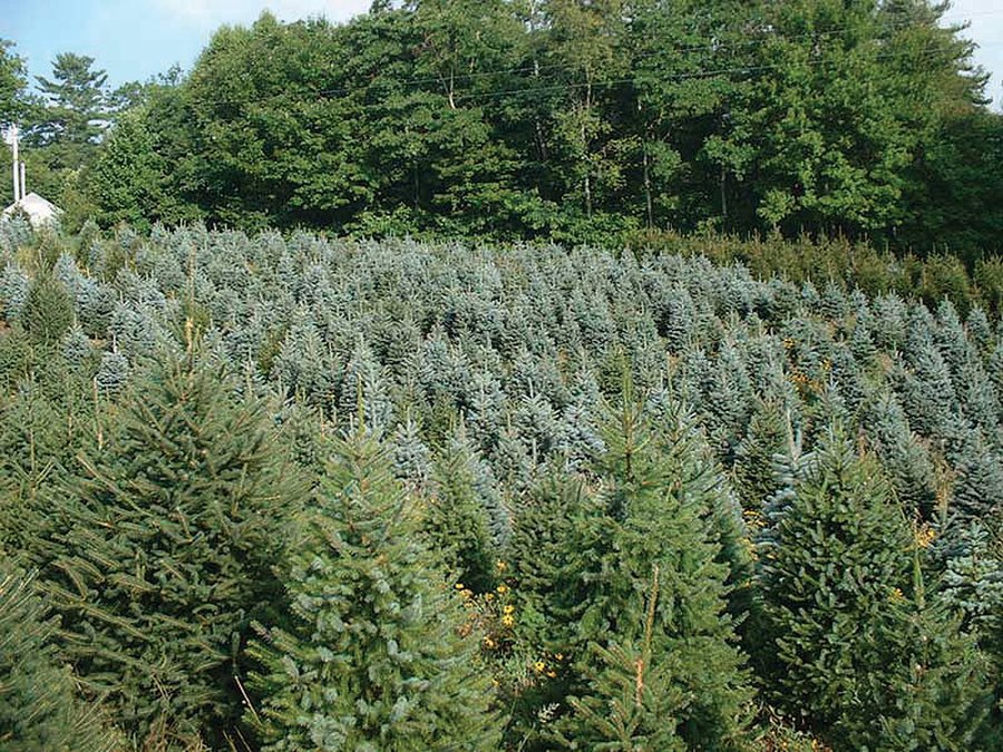 Michigan Tree Farm - 2,174 acres in 53 Real Estate Tracts and 25 Tree Tracts